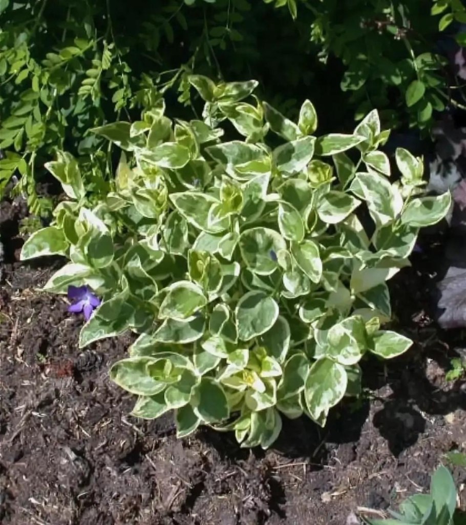 Вейгела монет (Monet)