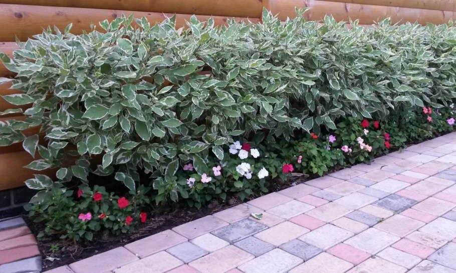 Бересклет и дерен