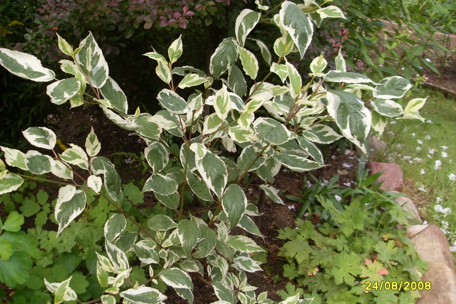 Бересклет и дерен