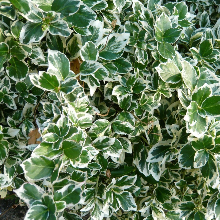 Дерен Ауреа Вариегата