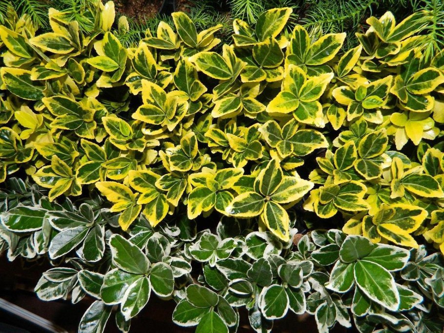 Самшит вечнозеленый Элеганс