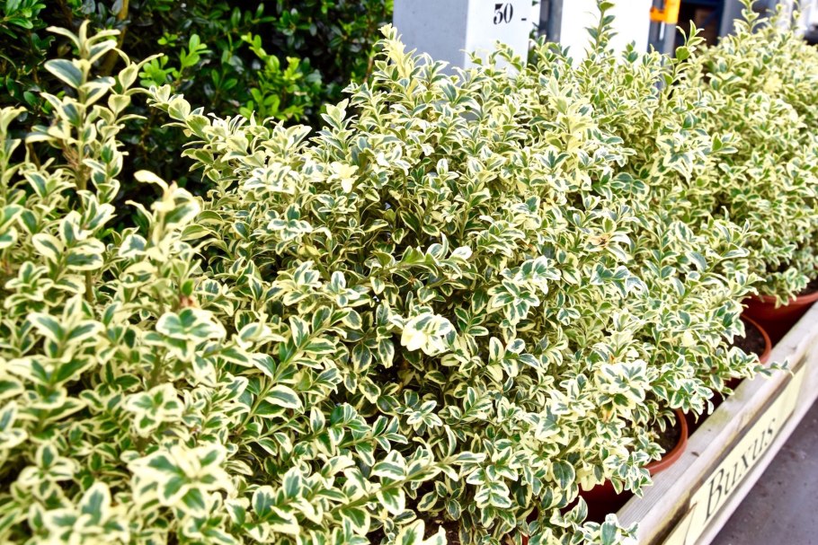 Дёрен отпрысковый White Gold