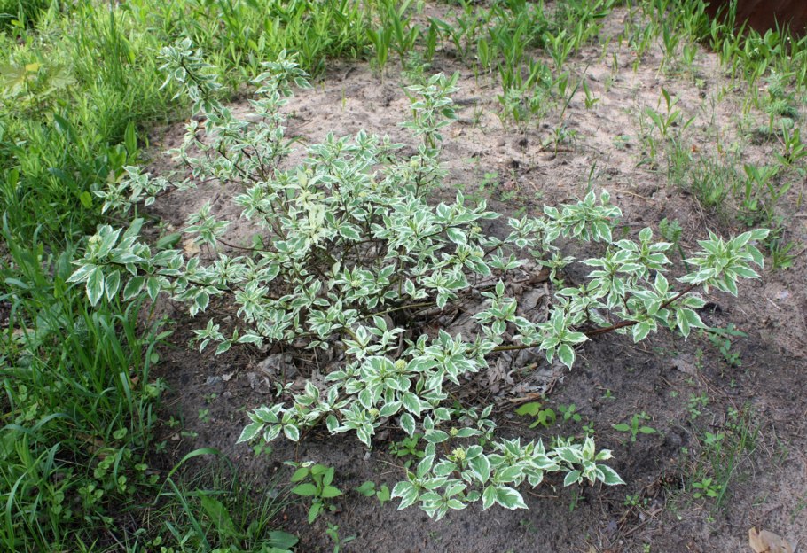 Ива цельнолистная ползучая