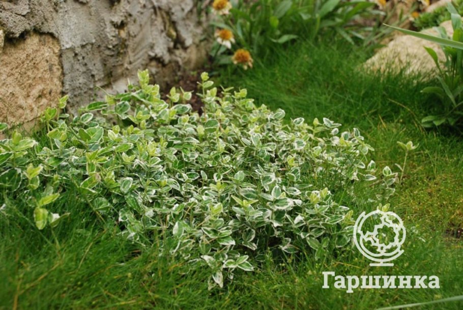 Бересклет ползучий