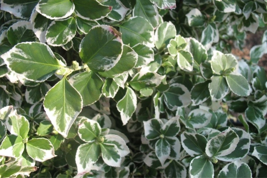 Бересклет Ауреомаргината