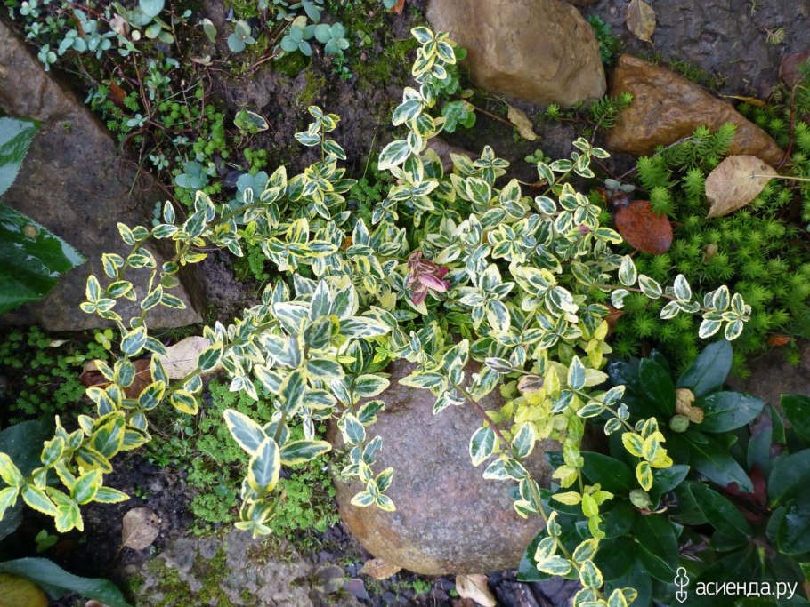 Бересклет Форчуна почвопокровный