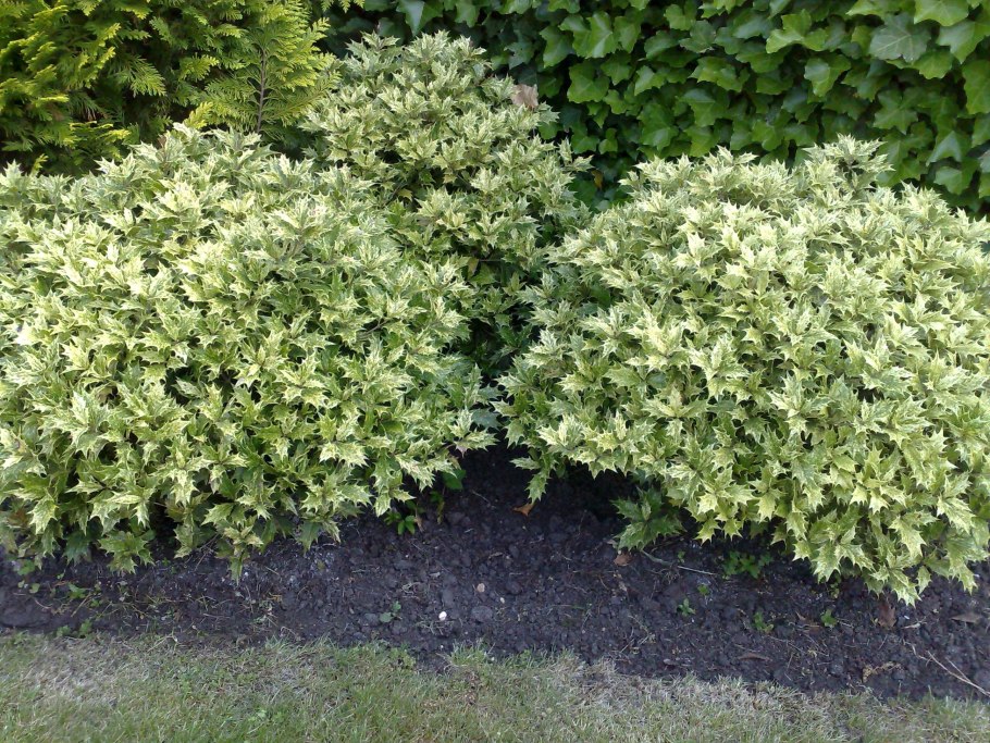 Бересклет Форчуна Вегетус