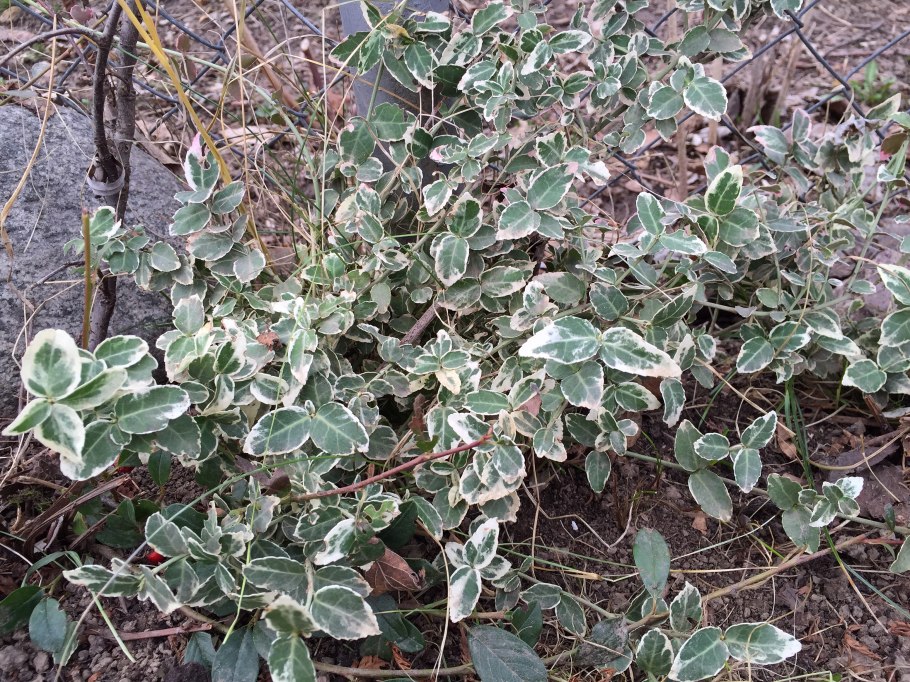 Бересклет Форчуна Эмеральд Голд