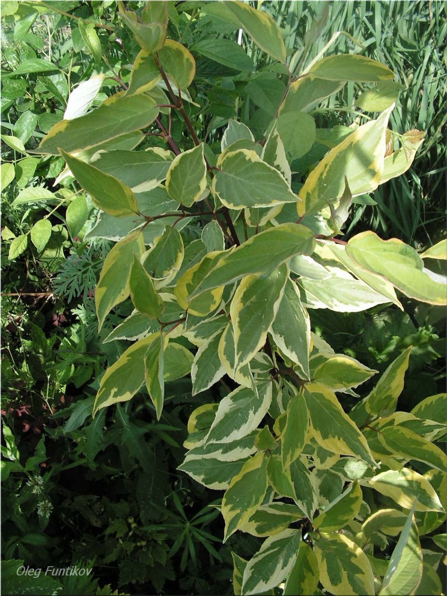 Бересклет Форчуна