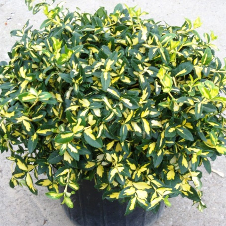 Самшит Элегантиссима