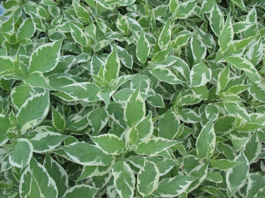 Вейгела Цветущая Нана