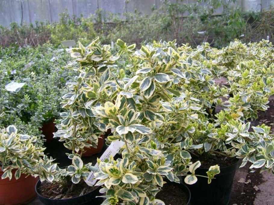 Бересклет Форчуна Эмеральд Гаити