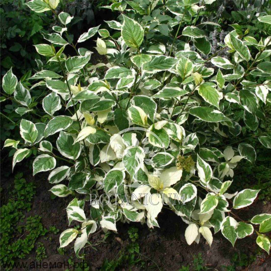 Кустарник Элегантиссима дерен белый