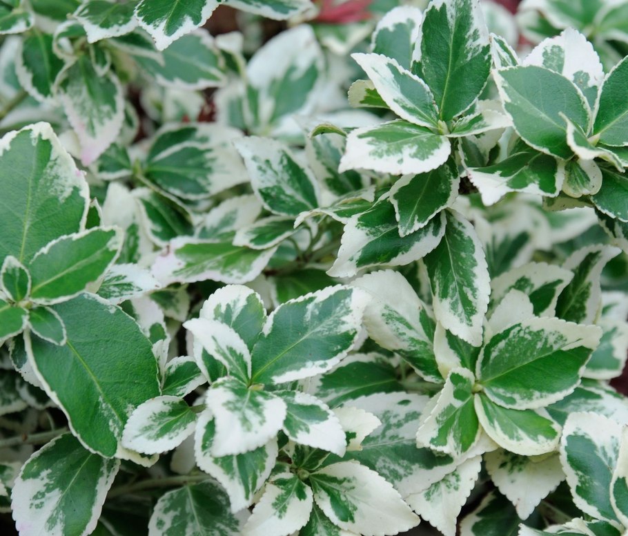 Бересклет Форчуна Emerald Gold