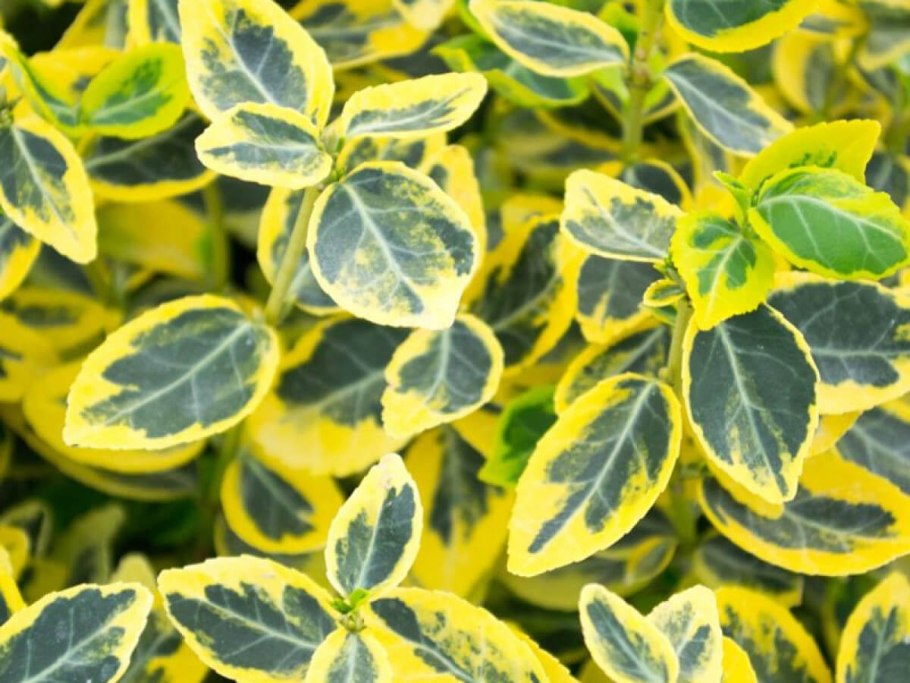 Ива Хакуро нишики в миксбордере