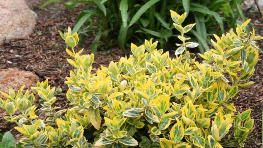 Бересклет Форчуна куст