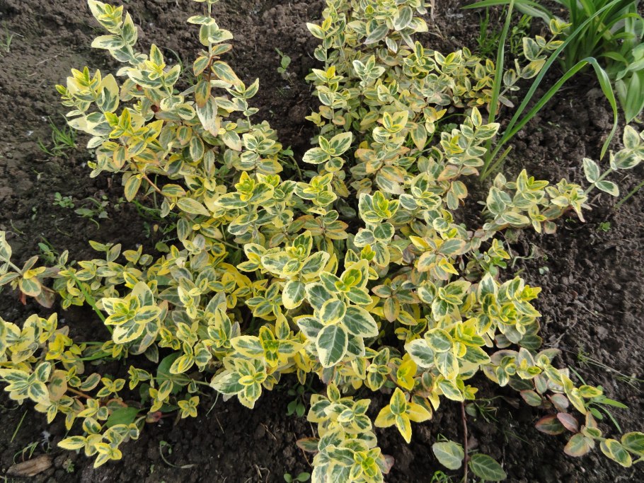 Бересклет Аргентео Вариегата