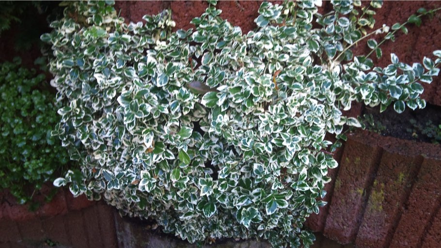 Бересклет Форчуна «Эмералд Гаети»