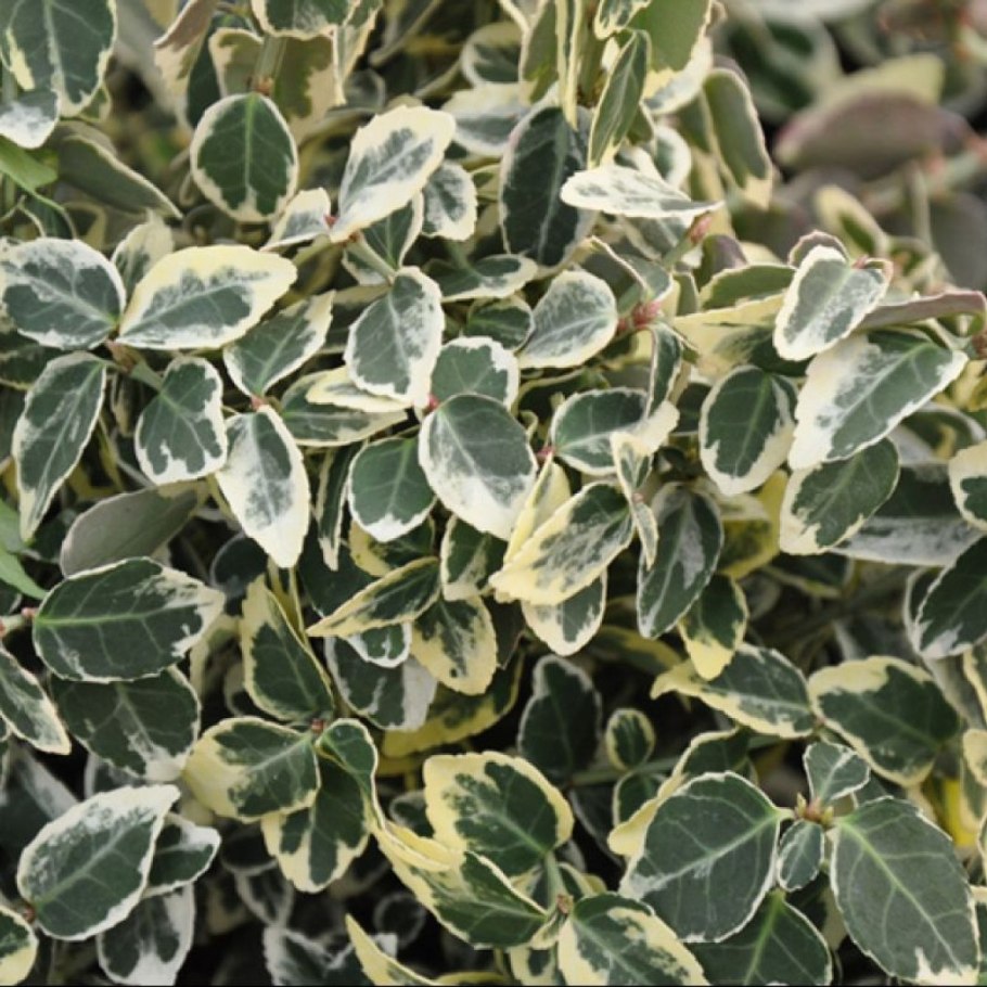 Дерен Ауреа Элегантиссима