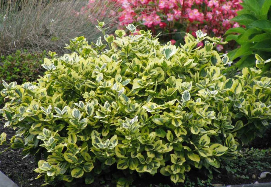 Бересклет Форчуна Эмеральд