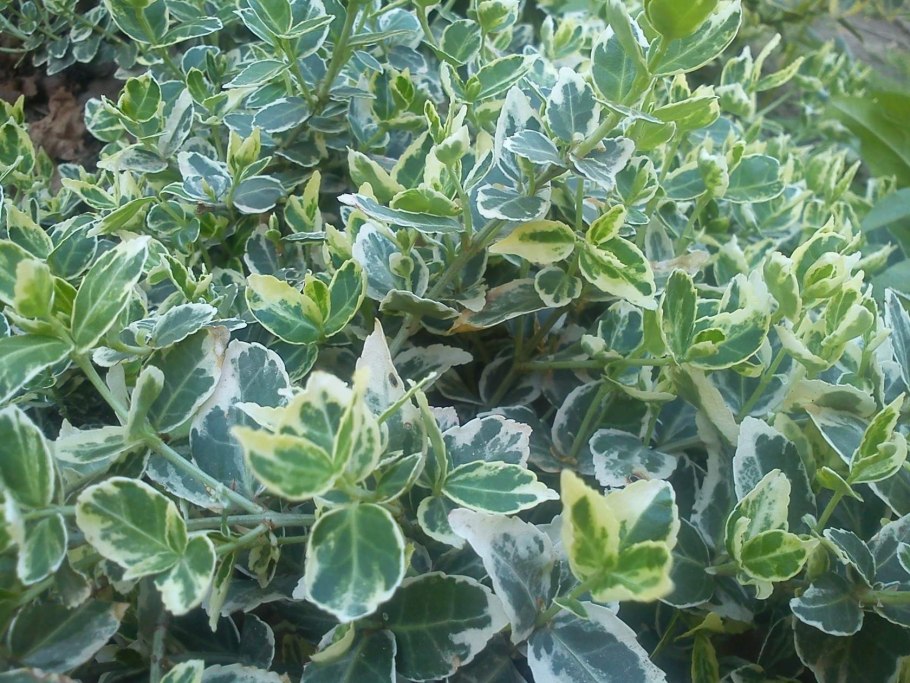 Бересклет Форчуна Canadale Gold