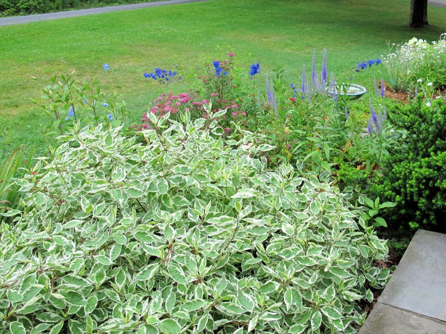 Cornus Alba Argenteomarginata