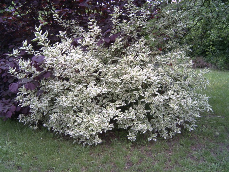 Дерен ползучий пестролистный