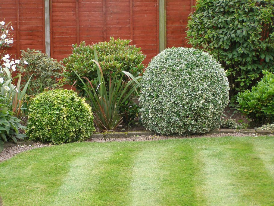 Бересклет Грацилис