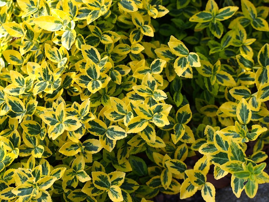 Бересклет Форчуна Лиана