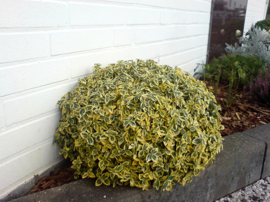 Бересклет Форчуна Эмеральд Гаити