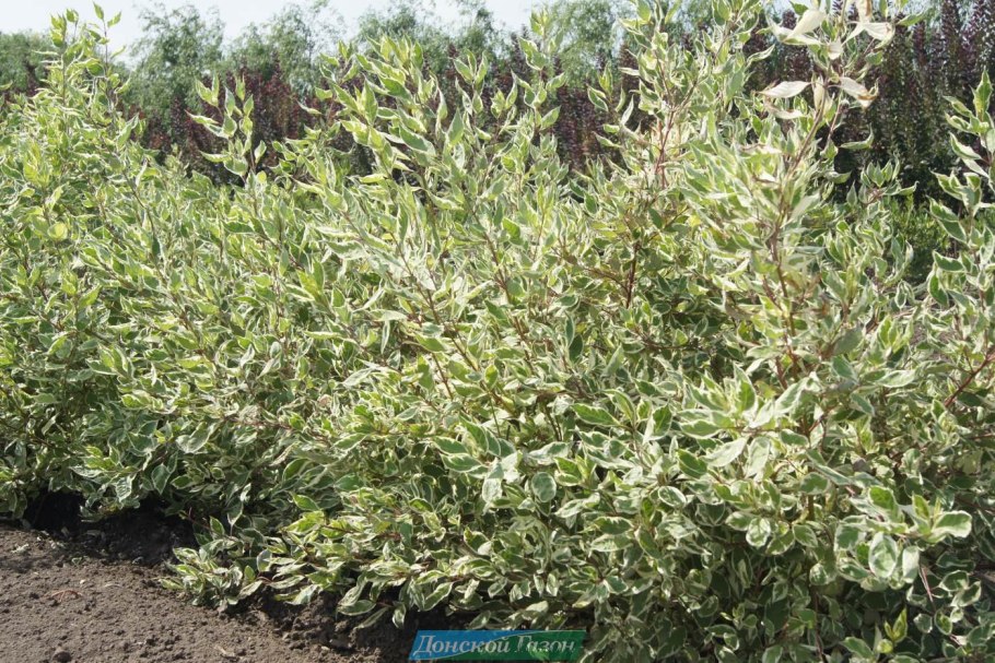 Бересклет Форчуна Эмеральд Гаити