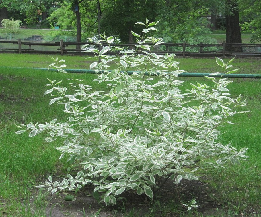 Бересклет Форчуна Интерболви