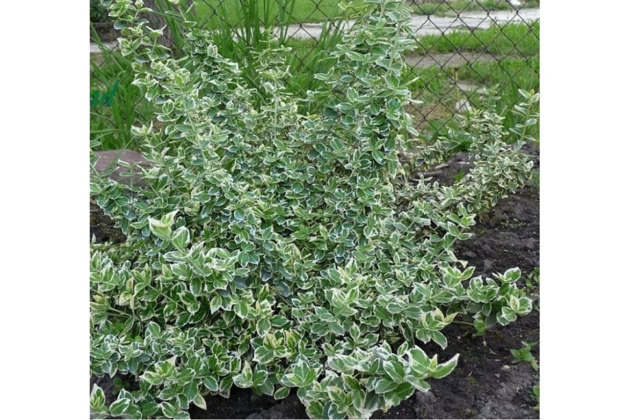 Дерен белый Карантус