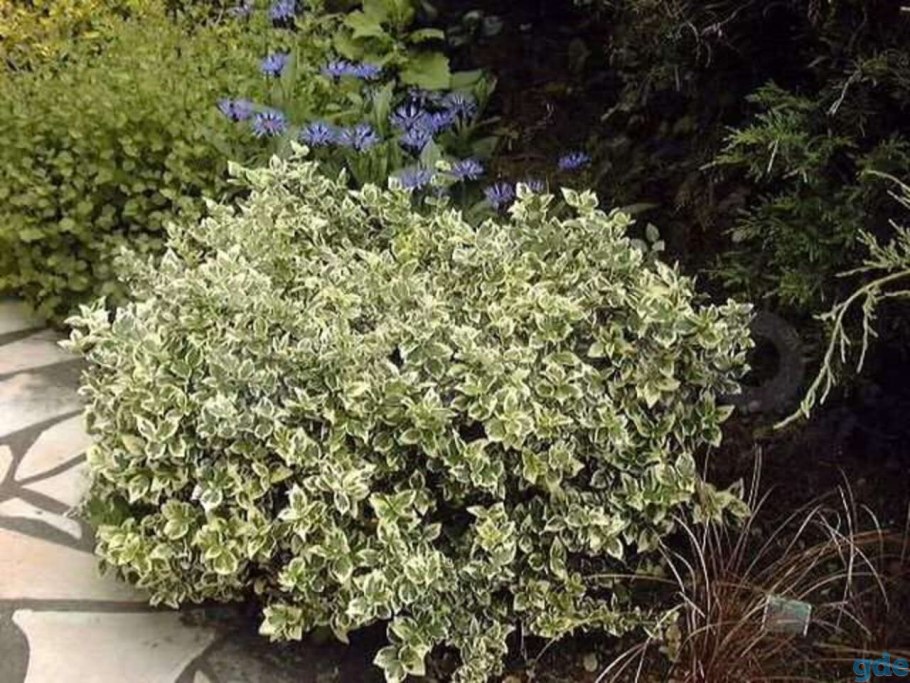 Бересклет Аргентео Вариегата