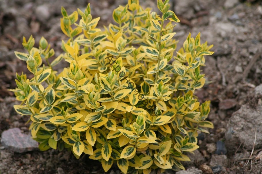 Бересклет Форчуна "Emerald 'n' Gold"