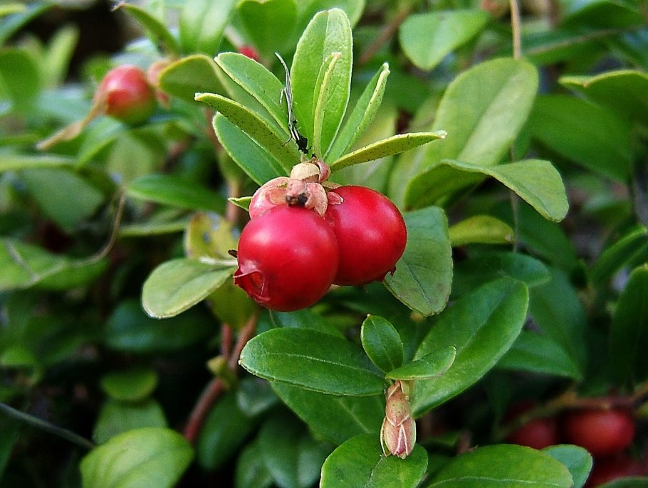 Брусника обыкновенная (Vaccinium Vitis-idaea)