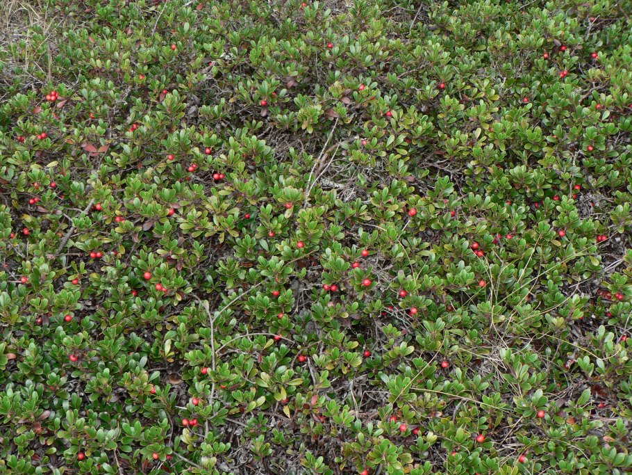 Толокнянка обыкновенная (Arctostaphylos UVA-ursi (l.) Spreng.)