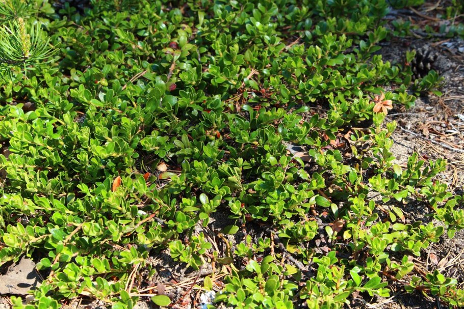 Толокнянка обыкновенная (Arctostaphylos UVA-ursi (l.) Spreng.)