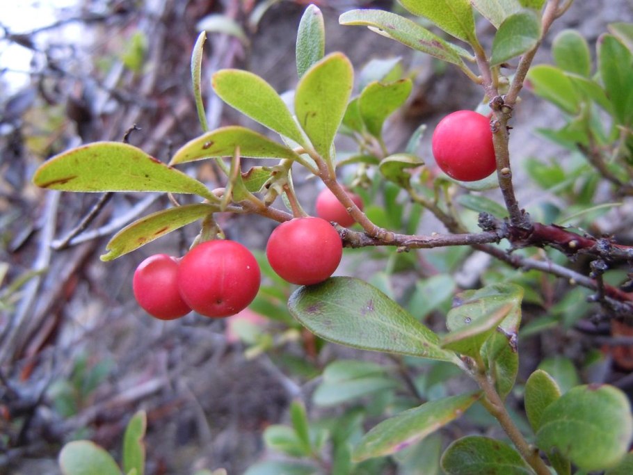 Толокнянка обыкновенная (Arctostaphylos UVA-ursi (l.) Spreng.)