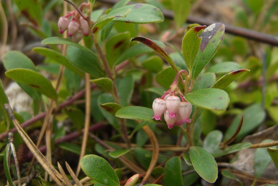 Толокнянка обыкновенная Arctostáphylos ÚVA-úrsi (l.) Speng.