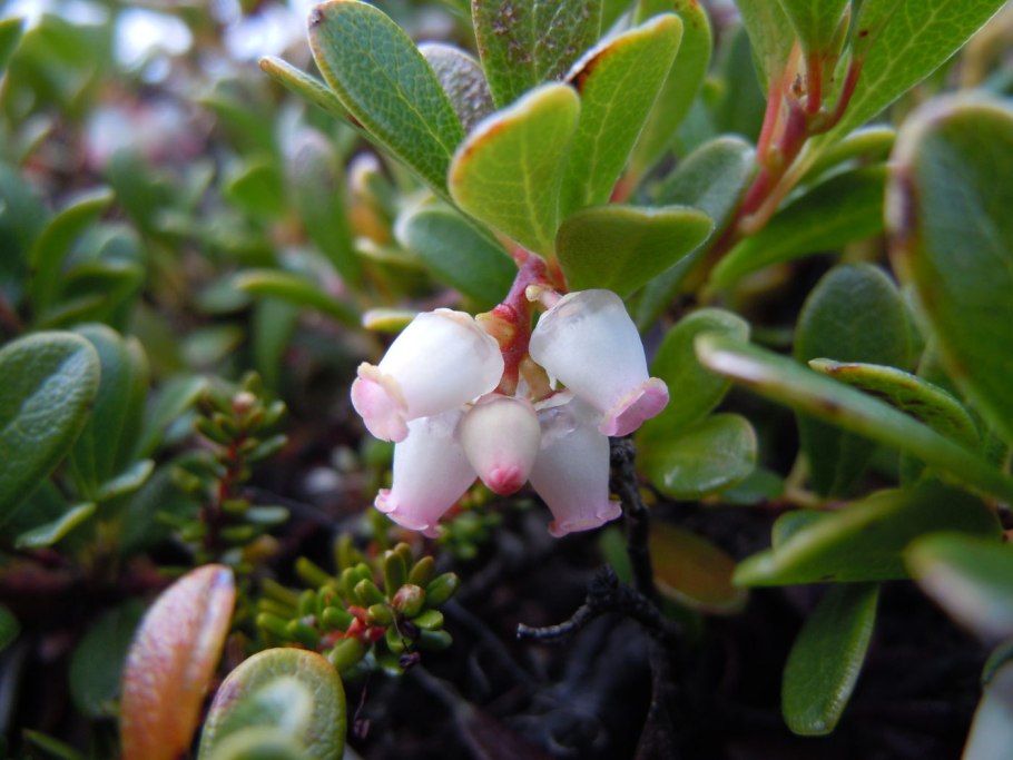 Толокнянка (Arctostaphylos UVA-ursi)