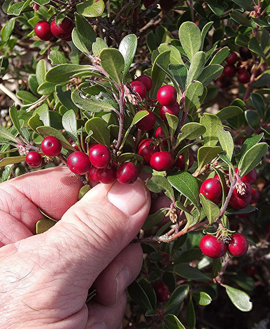 Толокнянка обыкновенная Arctostaphylos UVA ursi