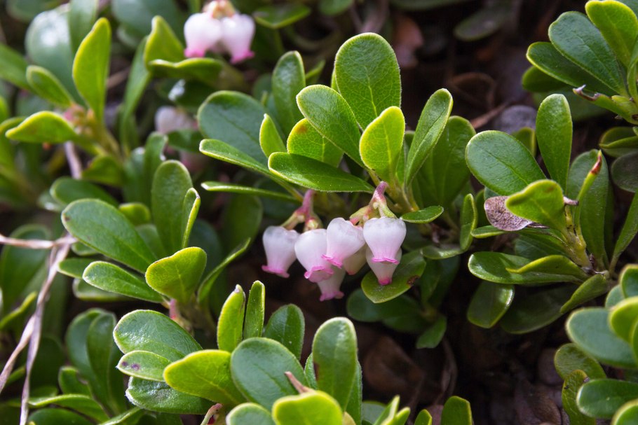 Брусника обыкновенная (Vaccinium Vitis-idaea)
