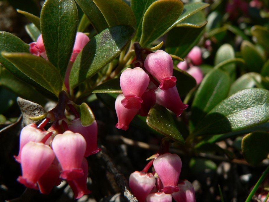 Брусника обыкновенная (Vaccinium Vitis-idaea)
