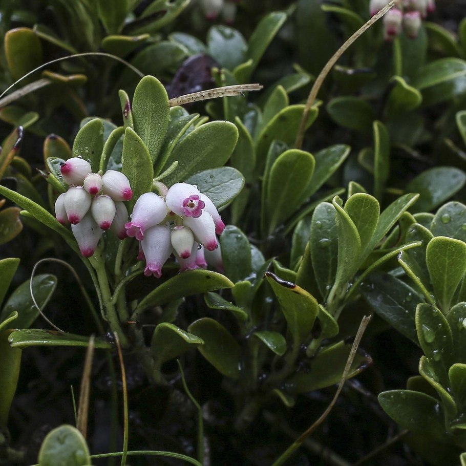 Толокнянка обыкновенная (Arctostaphylos UVA-ursi (l.) Spreng.)