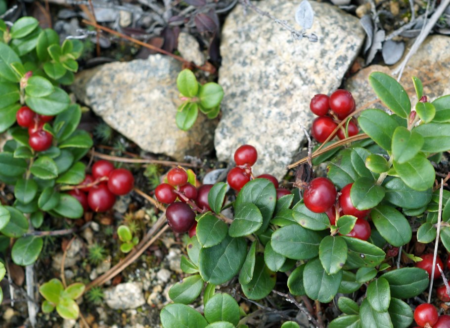 Arctostaphylos UVA-ursi соцветие