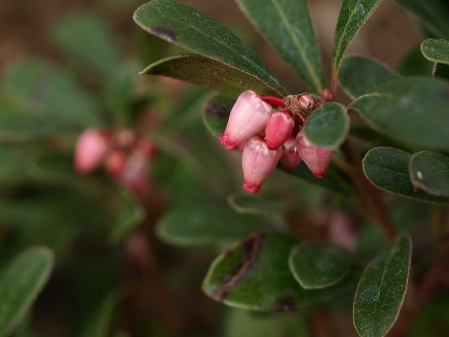Толокнянка (Arctostaphylos) бонсай