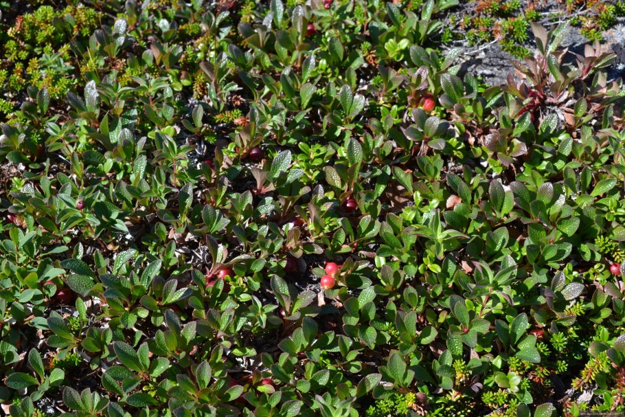 Толокнянка (Arctostaphylos UVA-ursi)