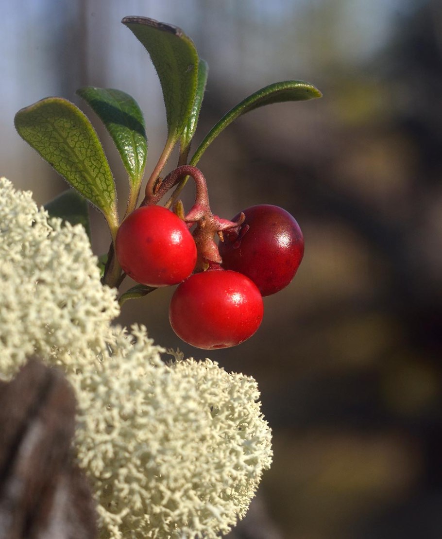 Брусника (Vaccinium Vitis-idaea)