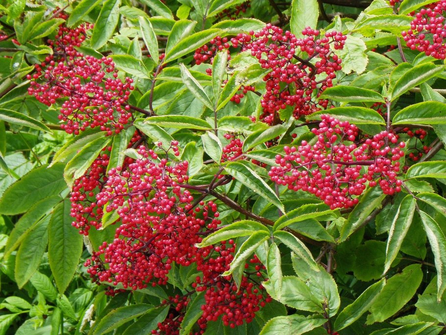 Бузина красная Sambucus